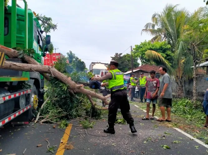 Truk Kontainer Sruduk pohon, Jalur Denpasar Gilimanuk Sempat Lumpuh